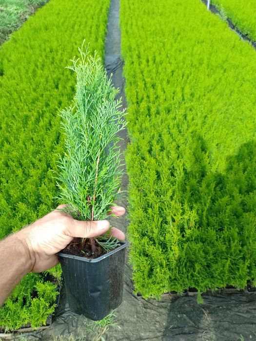 Саджанці смарагд в горшках р9 30-70см