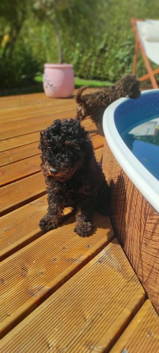 Pudel miniaturowy Black and tan piękny piesek