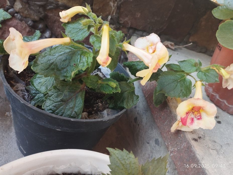 Ахіменеси. В цвіту. Відкопаю разом з різьомою.