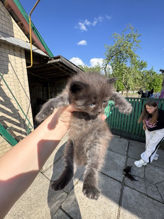 Котики гарненькі розумні