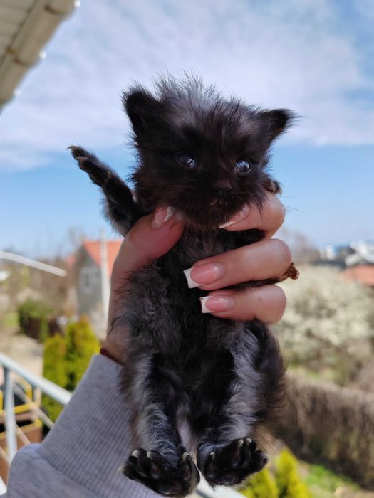 Котенок Мейн Кун, черный дым, Black Silver