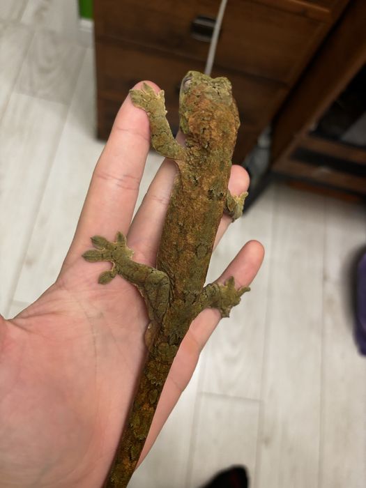 gekon omszały, mniarogekko chahoua