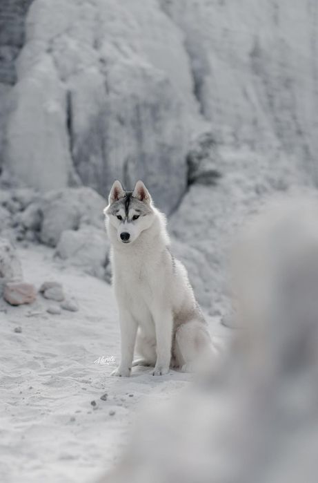 Husky Siberiano com LOP - iaspis