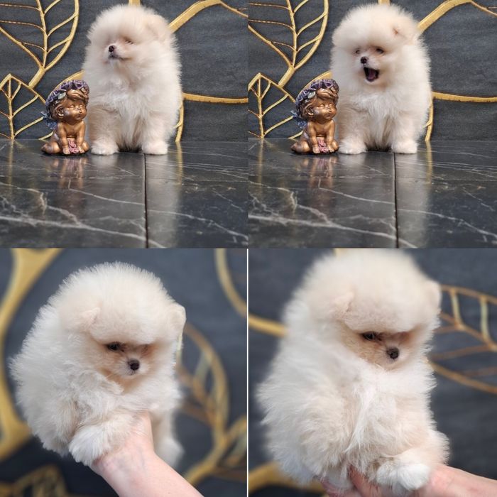 Померанчики хлопчики і дівчатка!!!