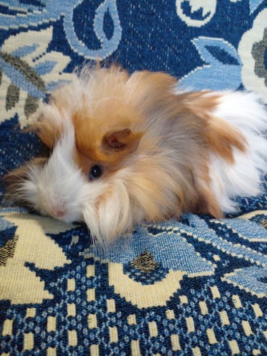 Продам молоденькую свинку! Мальчик!