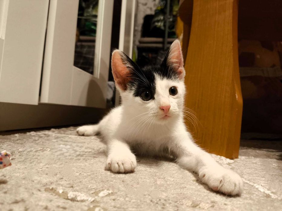 Oreo - miziak i cudowne kocie dziecko szuka domy na stałe