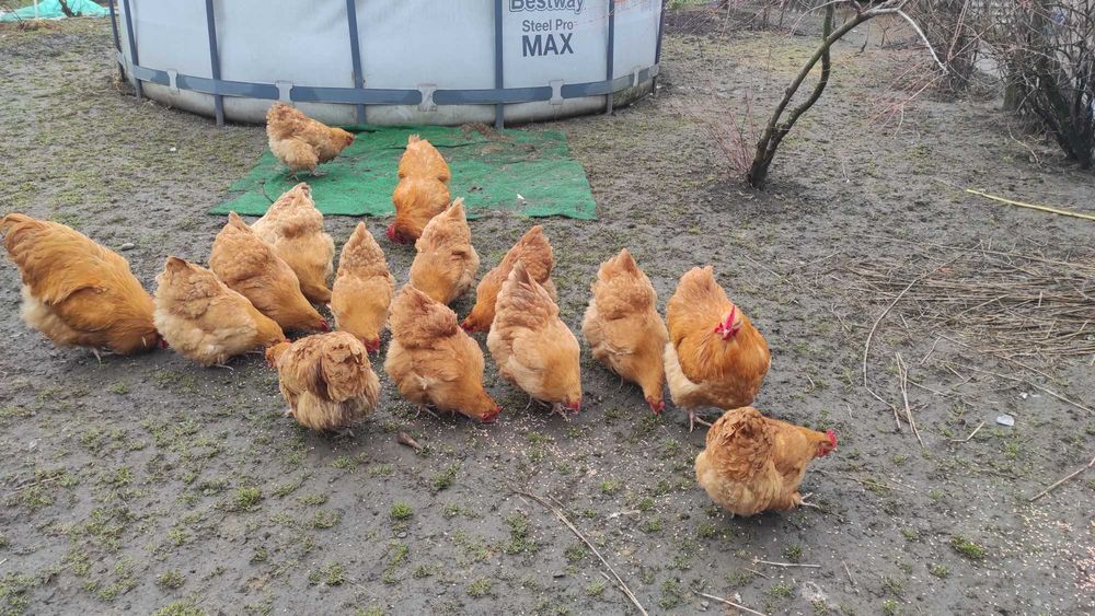 Продам курей Орпінгтонів і інкубаційних яєць.