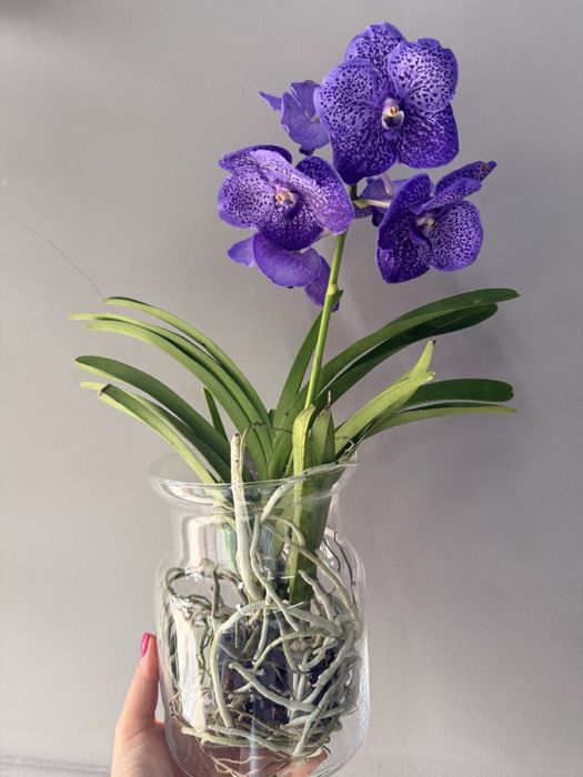 Орхідея Ванда, vanda