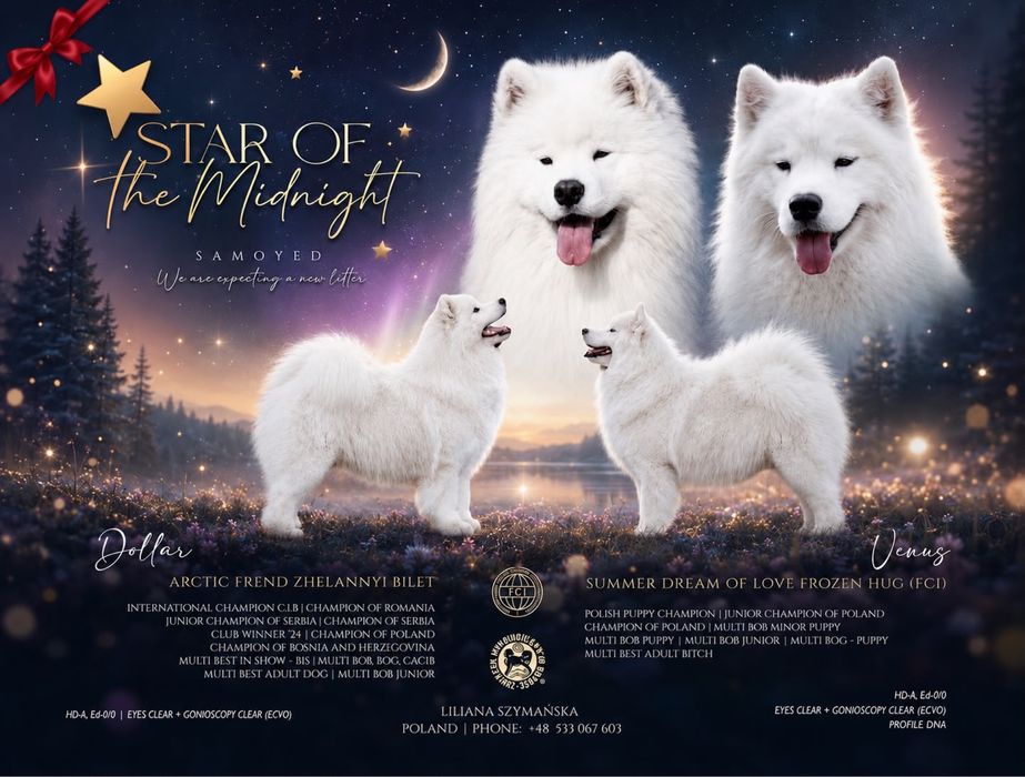 Samoyed szczeniak -  koniec października 2026