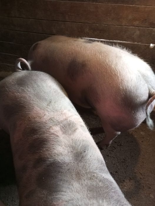 Продам свиней мясной породы 90 гр. За кг.