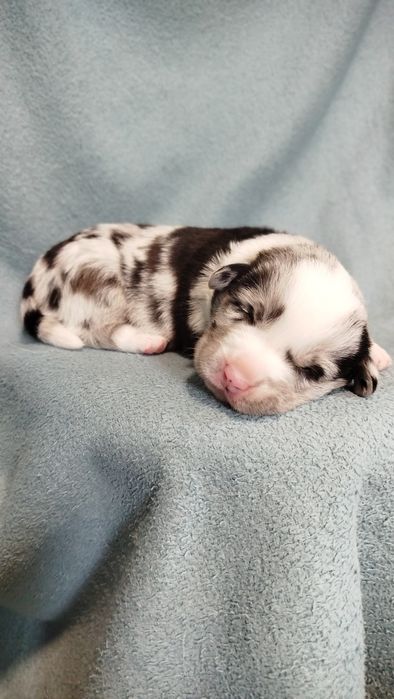 Welsh Corgi Cardigan FCI