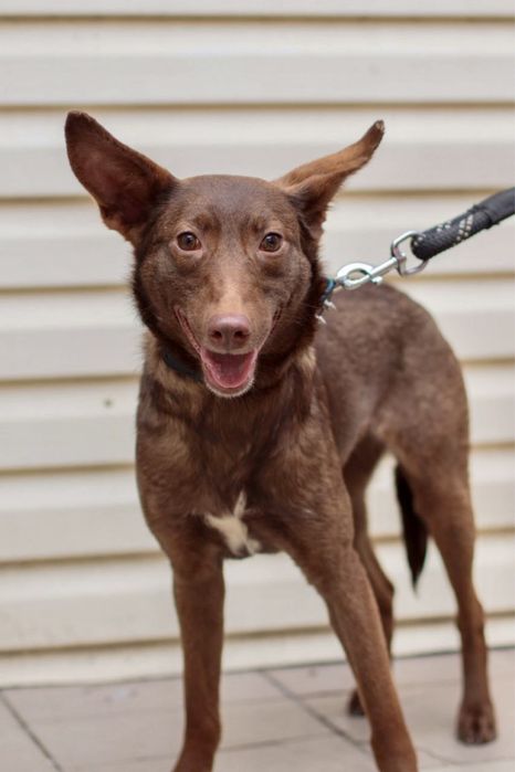 Милая собачуля ищет дом