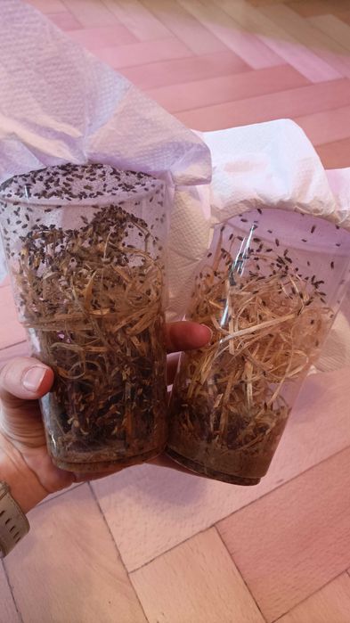 Muszki owocówki nieloty Hydei