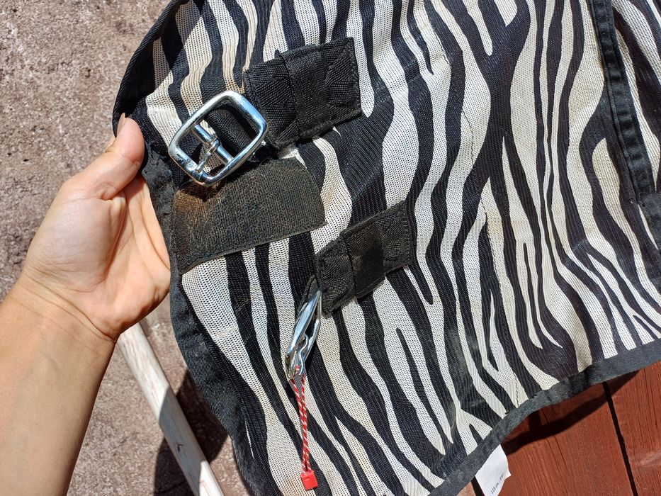 Zebra derka siatkowa 115