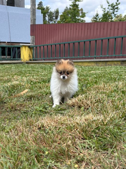 Spitz Disponivel