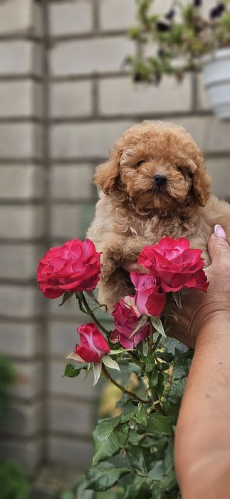 Мини тикапушка девочка