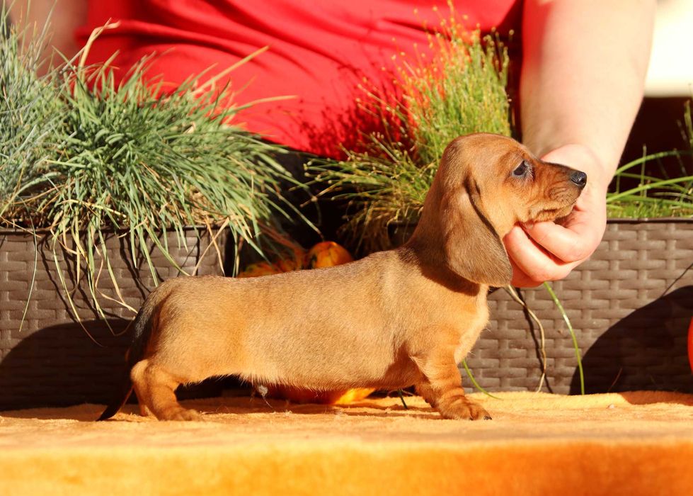 Jamnik króliczy krótkowłosy ZKwP/FCI cudny AMIGO