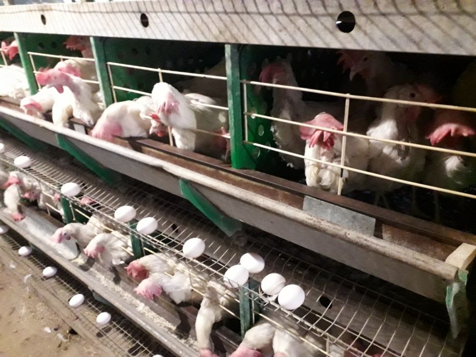 продам курей, курчат, качок