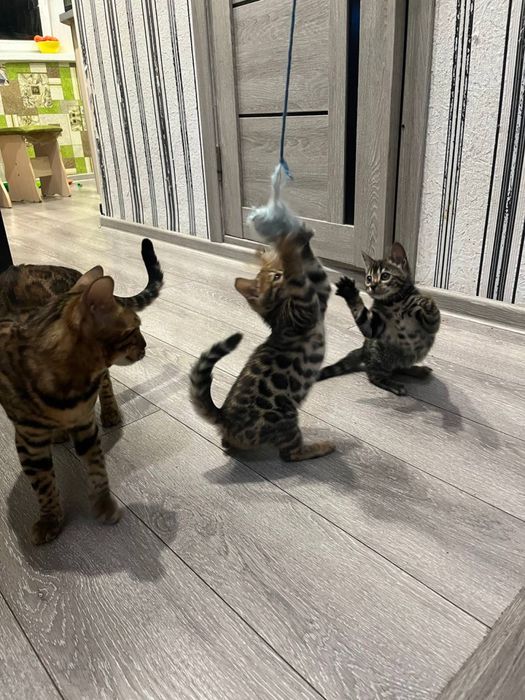 Бенгальские котята