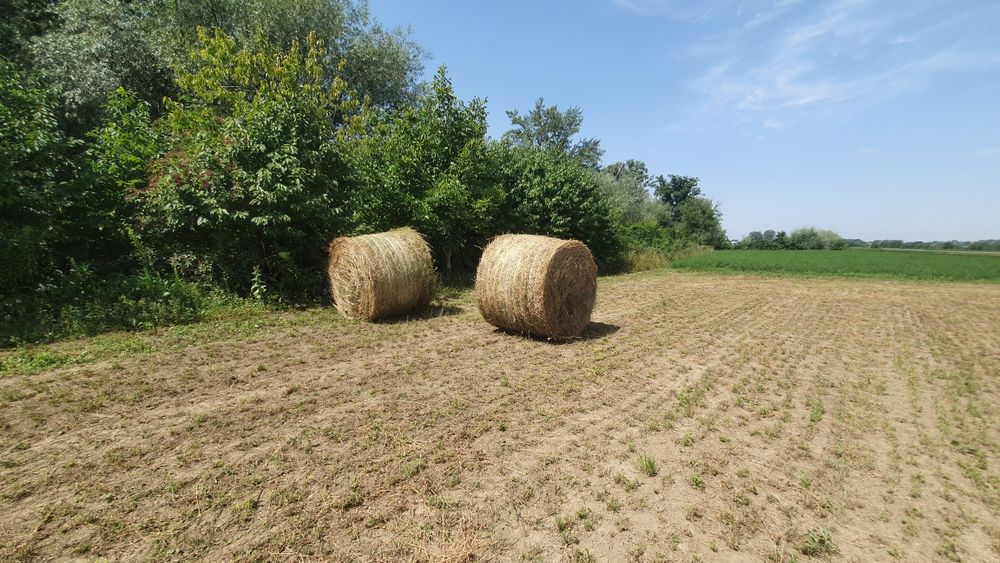 Продаю тюки з люцерни