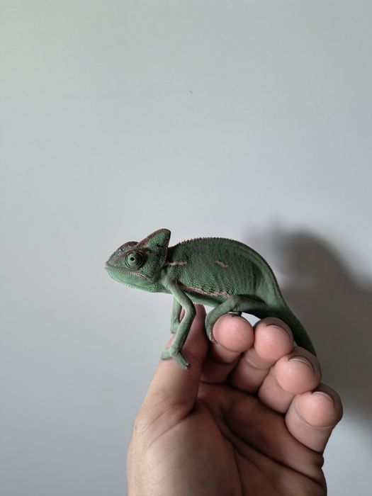 Zielona jaszczurka samiczka