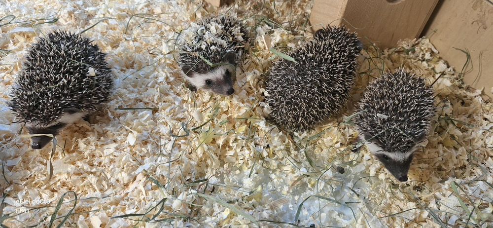 Jeż jeże pigmejskie młode samiczki .