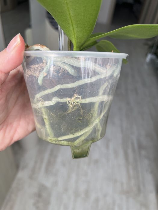 Продам орхідею Milky Way