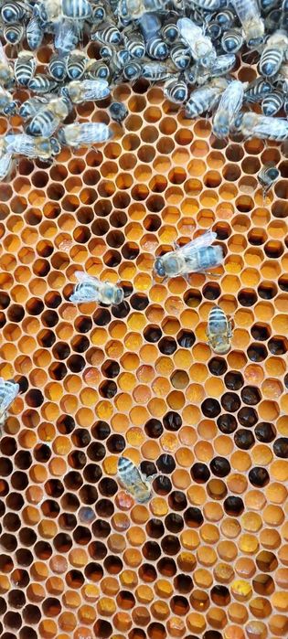 Przezimowane rodzny pszczele