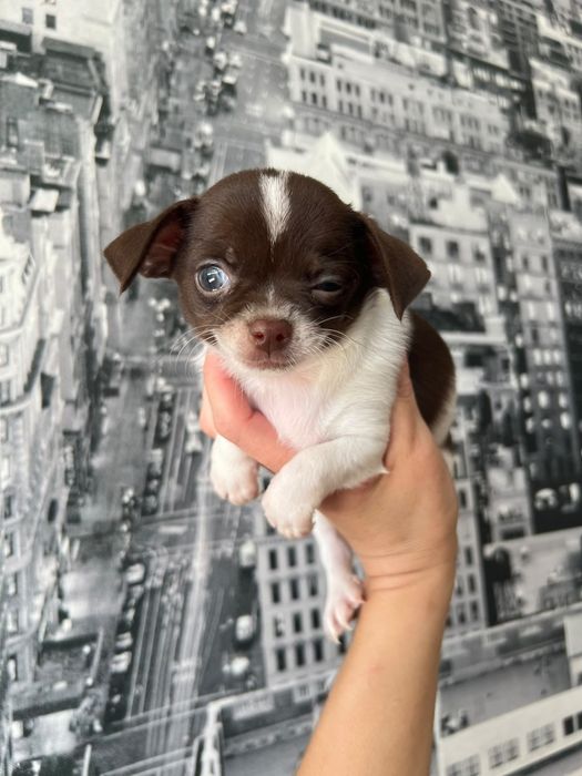 Chihuahua  Mini. Menino de olhos Verdes . Branco e chocolate Cabeça maçã.