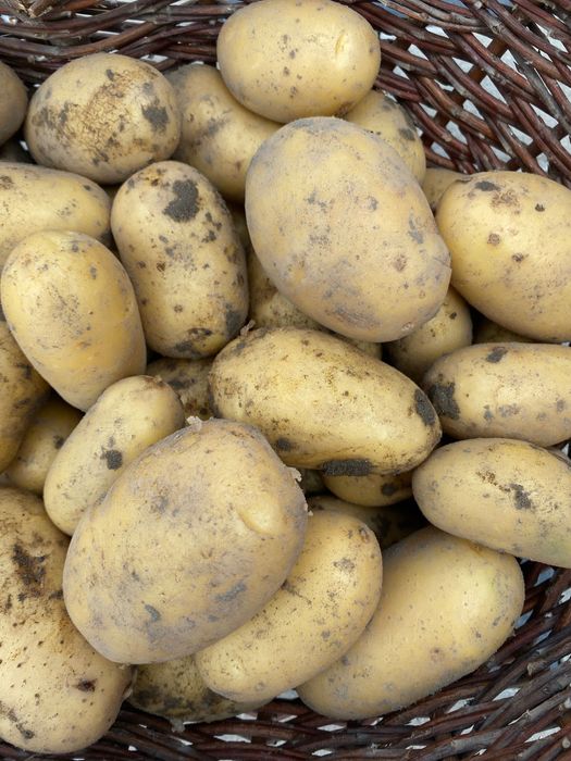 Ziemniaki jadalne queen Anna