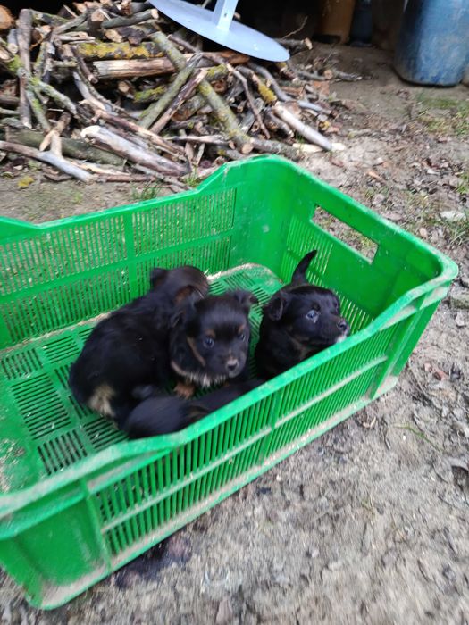 Oddam pieski w dobre ręce