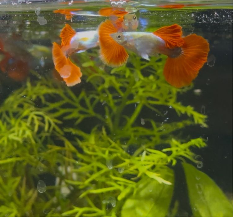 Casais Guppy Sky Blue