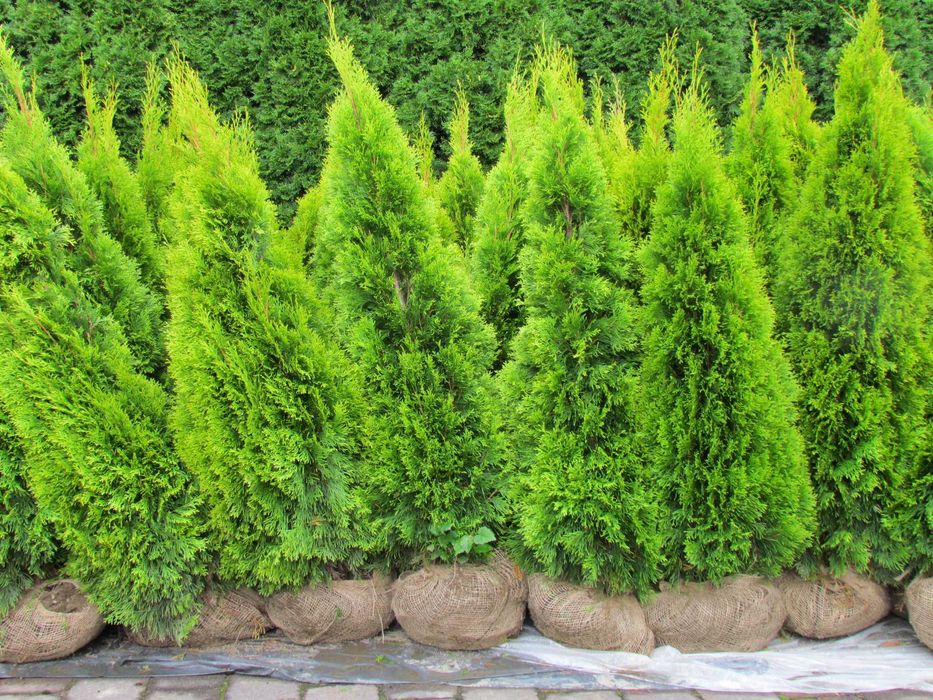 Tuja Szmaragd Gold , Janed Gold 110-150cm    PIĘKNE , Duży wybór