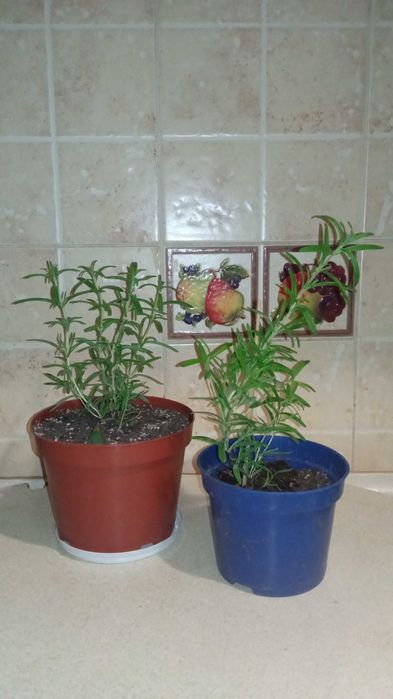 Розмарин лікарський