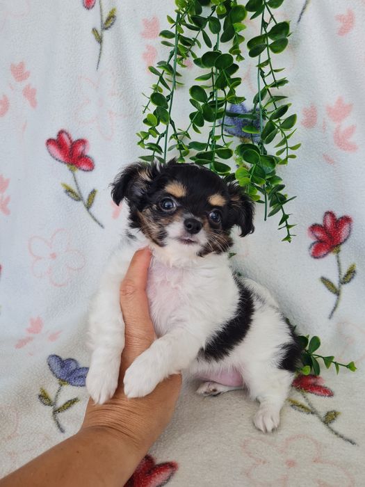 Estupendo menina mini mini semi pelo Chihuahua Linhagem Russa de Qualidade