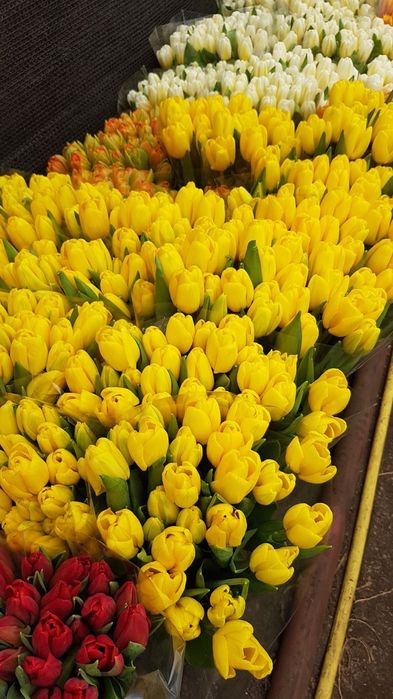 Тюльпан опт Киев