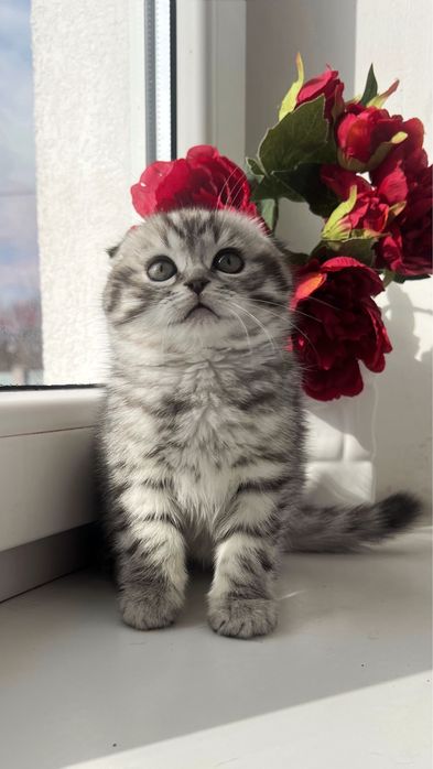 Шотландький висловухий котик, кошенята, котики