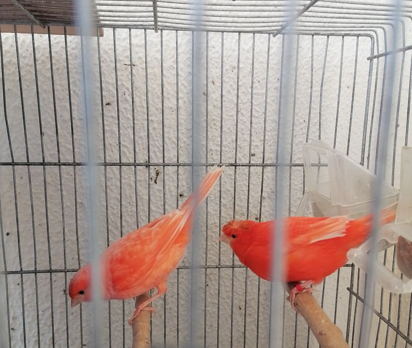 Canários poupa alemão vermelhos e sem poupa do ano 2025. .