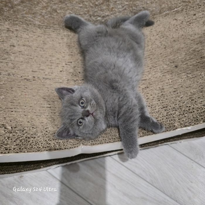 Чистокровна дівчинка готова до переїзду