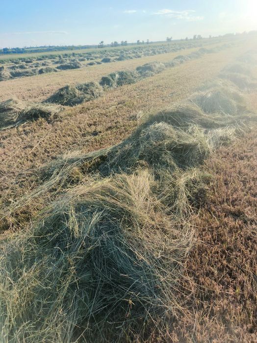 Продам луговое сено солому