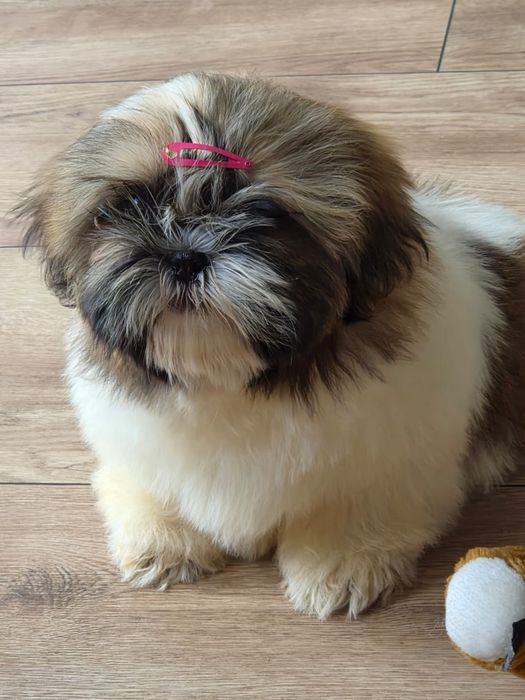 Shih tzu/Uroczy maluszek