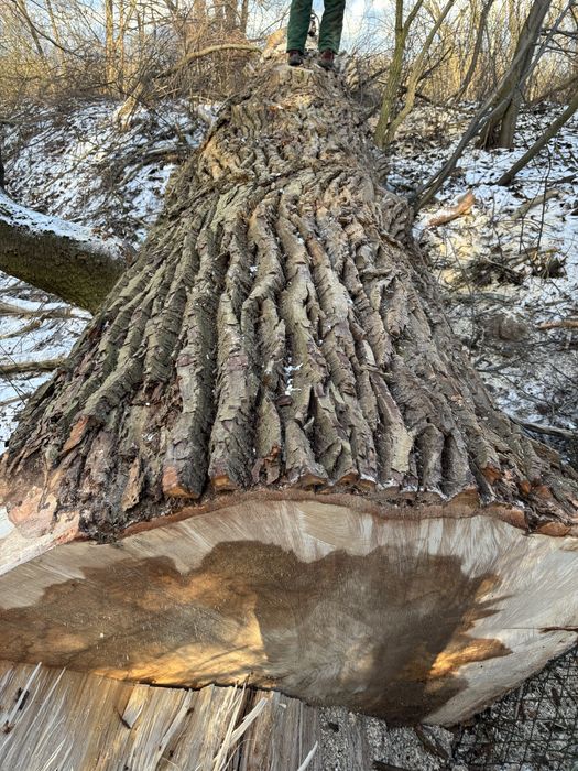 Topola drzewo tartaczne, dłużyca