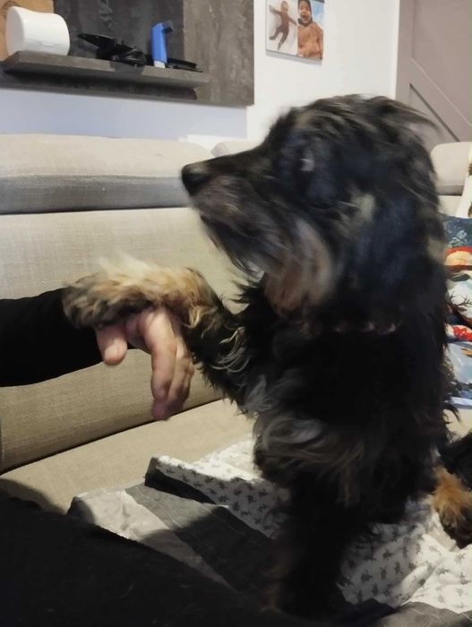 Figusia śliczna sunia do adopcji