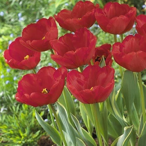 Тюльпаны разные - растения с луковицей