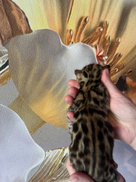 Бенгальские котята с документами