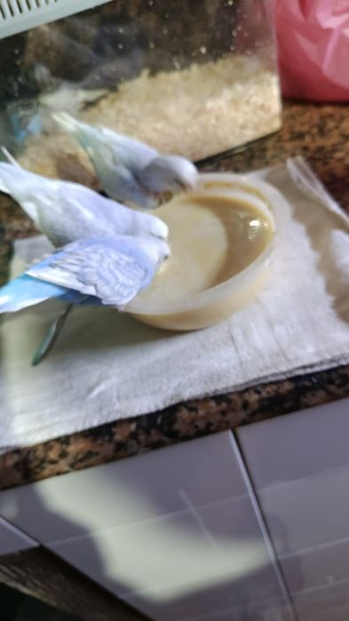 Vendo piriquitos domesticados
