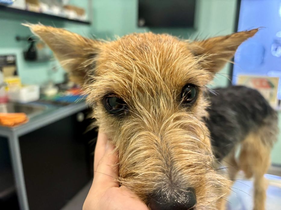 Cães com cerca de 1 ano para adoção responsável