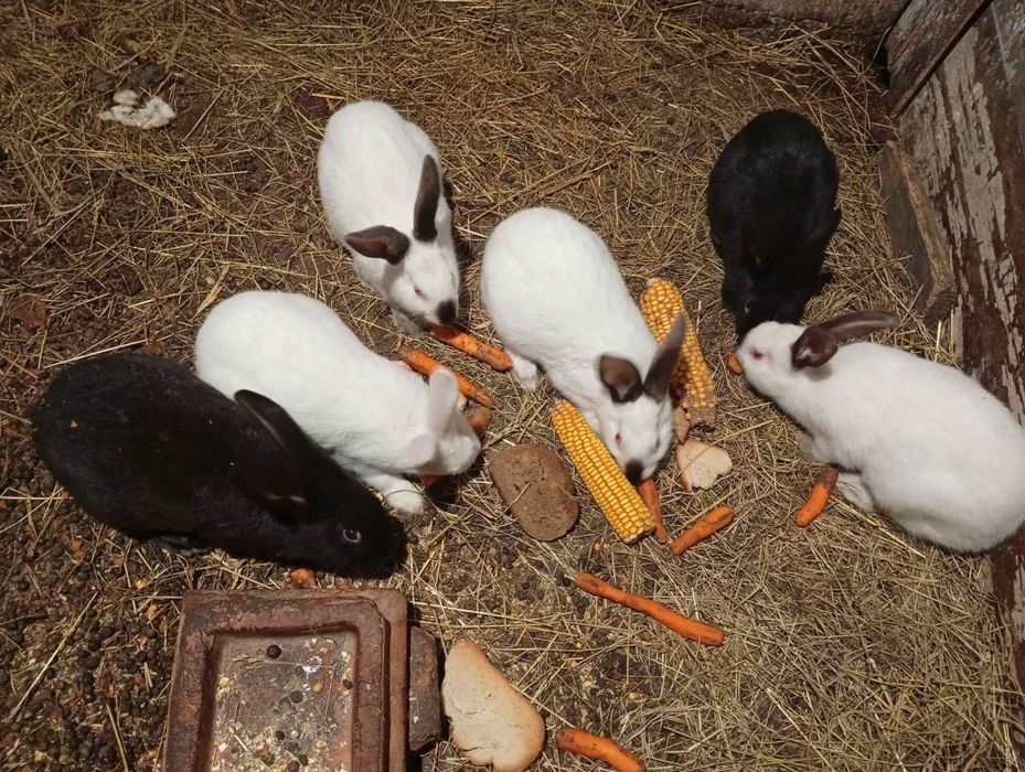 Продаються кролики різного віку