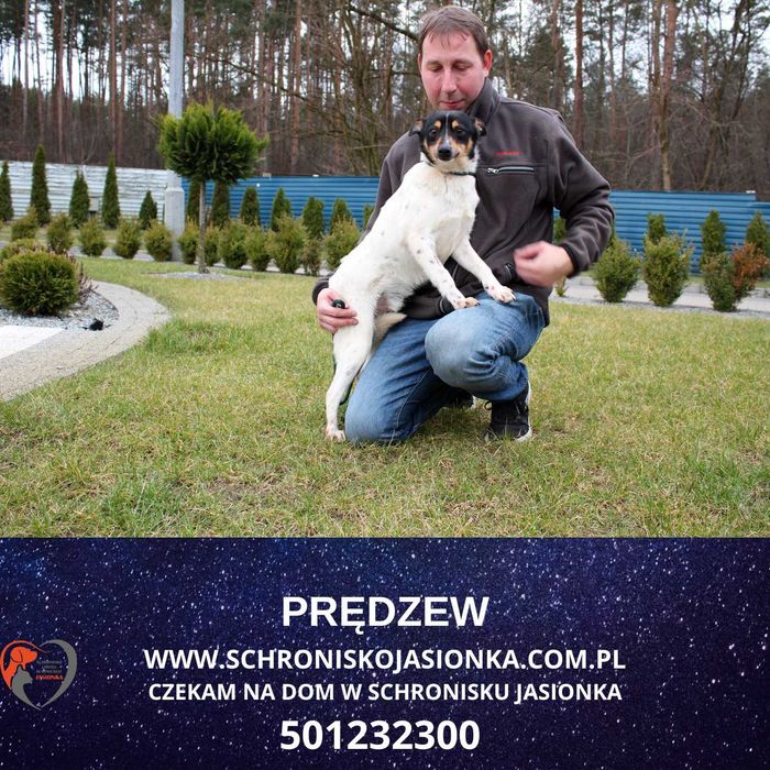 PRĘDZEW do adopcji – Schronisko Jasionka
