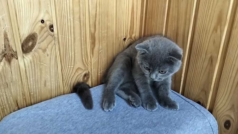 Висловухий хлопчик -радість в дім.
